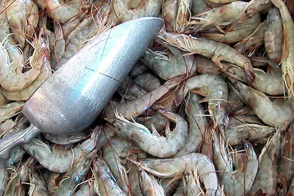 COVID-19 impacts and disease were juxtaposed with some serious tech developments in a year of change for the global shrimp sector.
