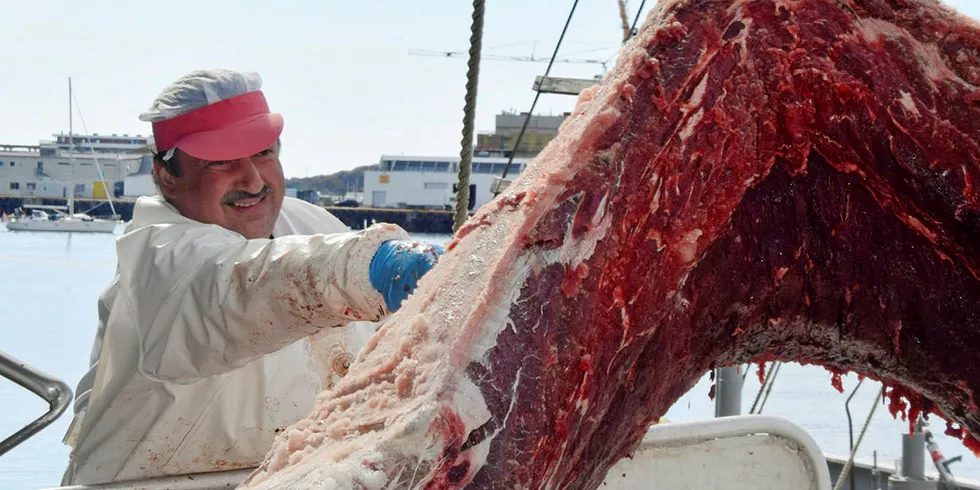 LEVERER: «Fiskebank I» leverer her hvalkjøtt hos Lofothval i Svolvær.