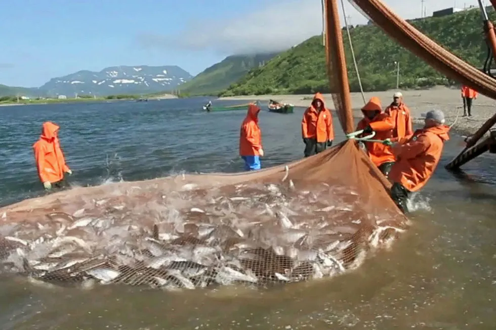 Kamchatka beach seine hauls in a load of salmon.