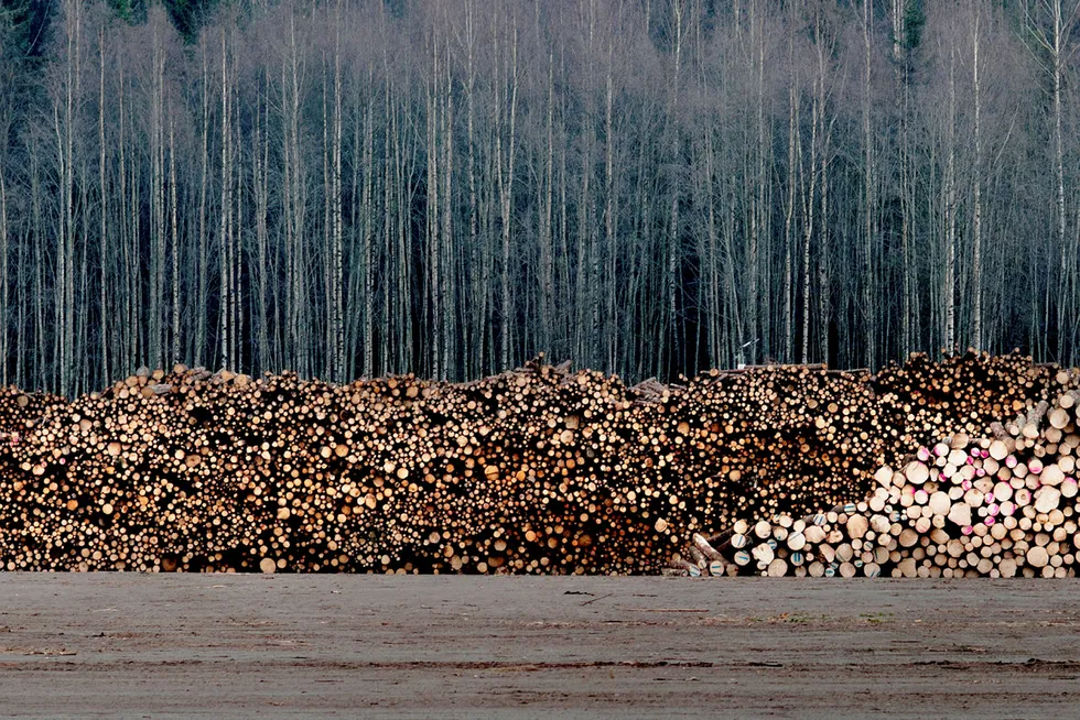 Norges skoger drives slik at vi oppnår størst mulig biomasseproduksjon og mer «ren energi for alle». Det ville imidlertid gå sterkt ut over biomangfoldet i skogene våre, skriver NMBU-rektor Sjur Baardsen.
