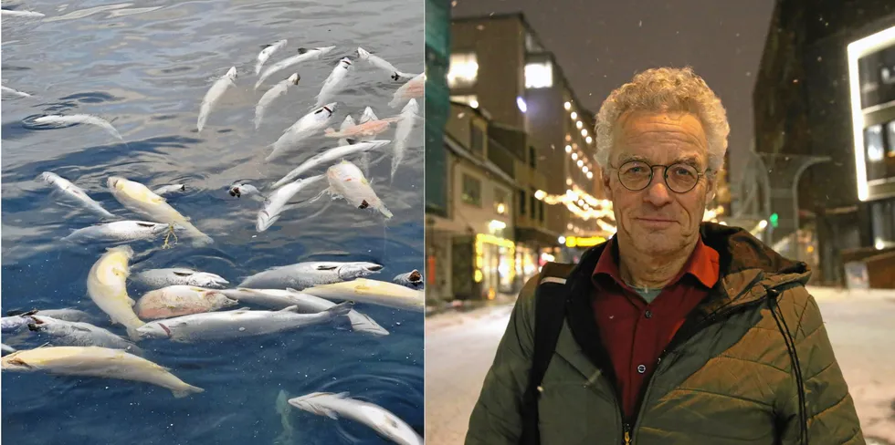 Rasmus Hansson mener tallene om dødelighet i havbruk er høyere enn det som rapporteres inn.