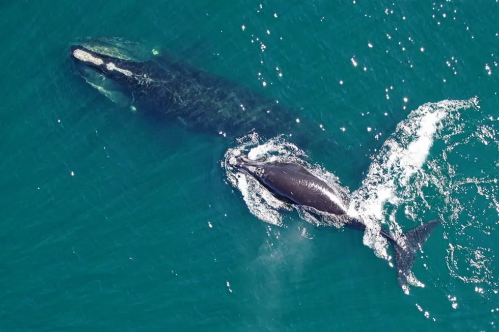 North Atlantic Right whales have a history of being entangled with fishing gear in Atlantic Canada.