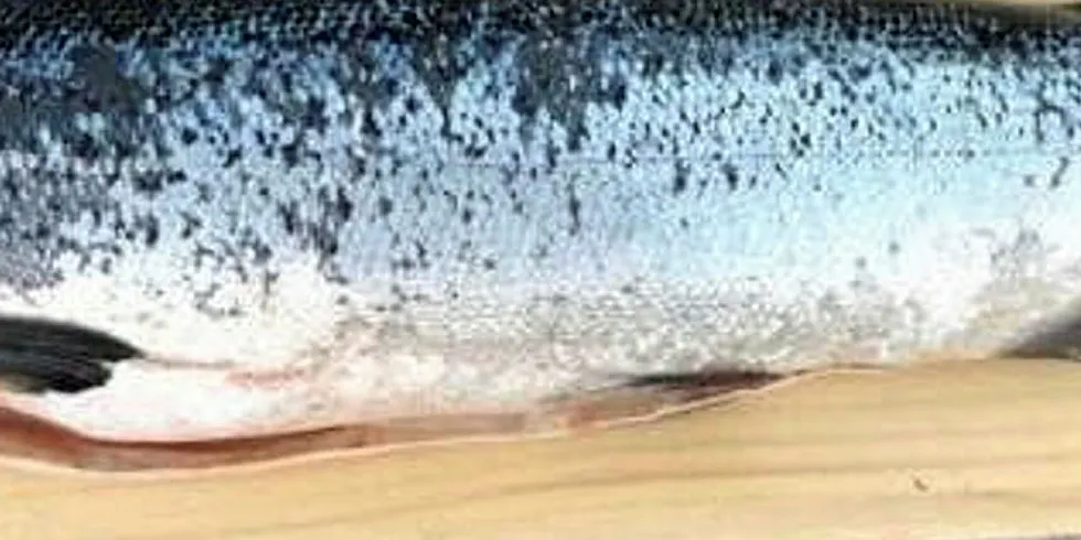 US land-based coho salmon producer planning nationwide expansion ...