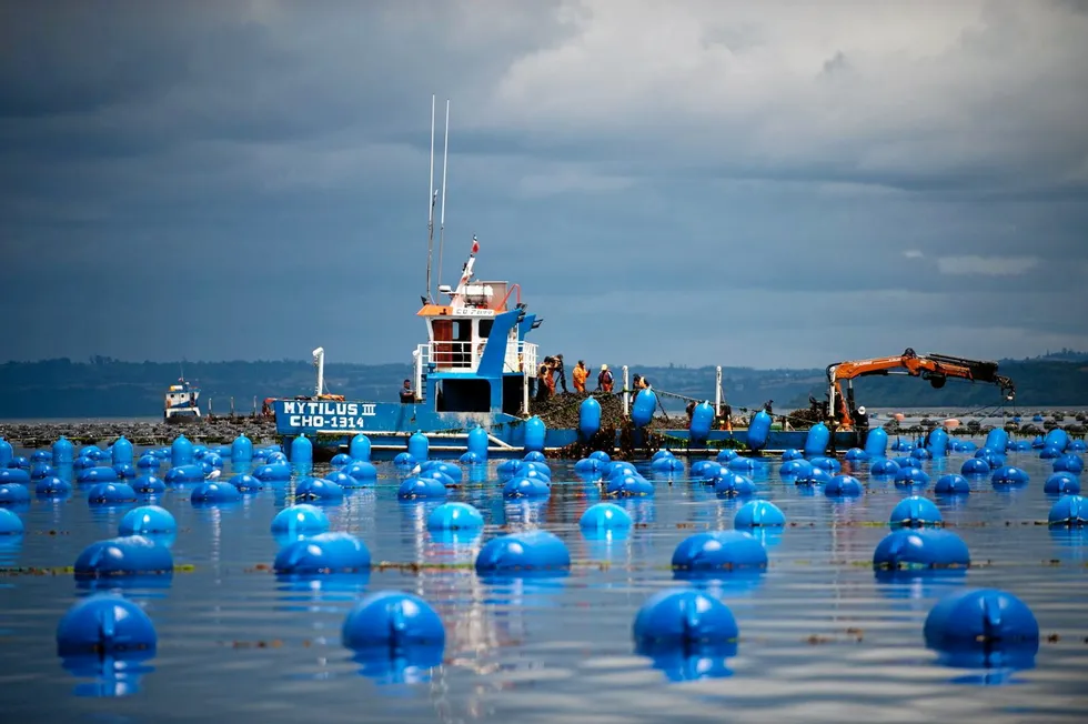 Mussel production is Chile's second-biggest aquaculture industry, after salmon.