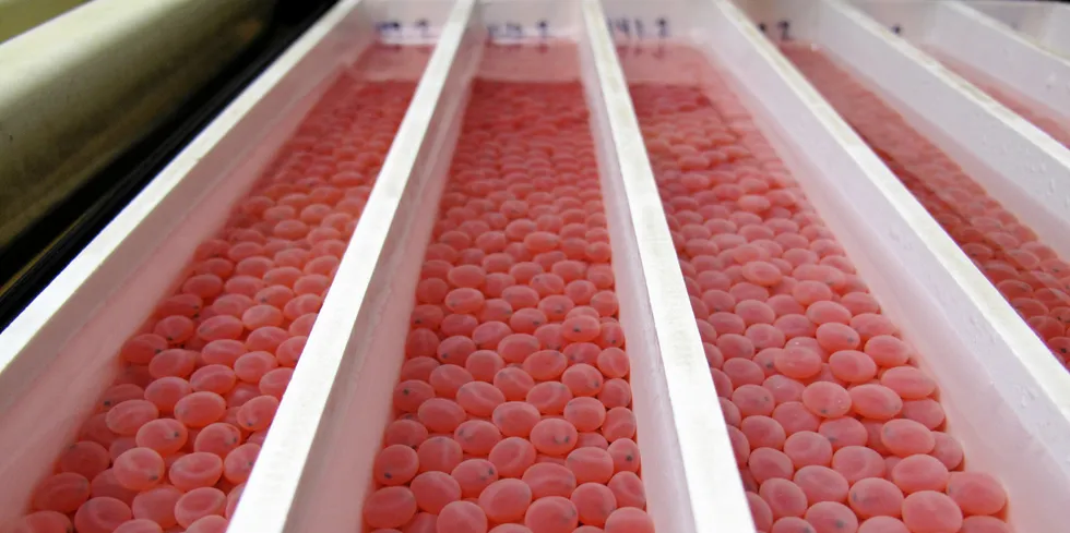 Would-be land-based salmon farmers are on the hunt for salmon eggs with which to stock the farms they plan to build.