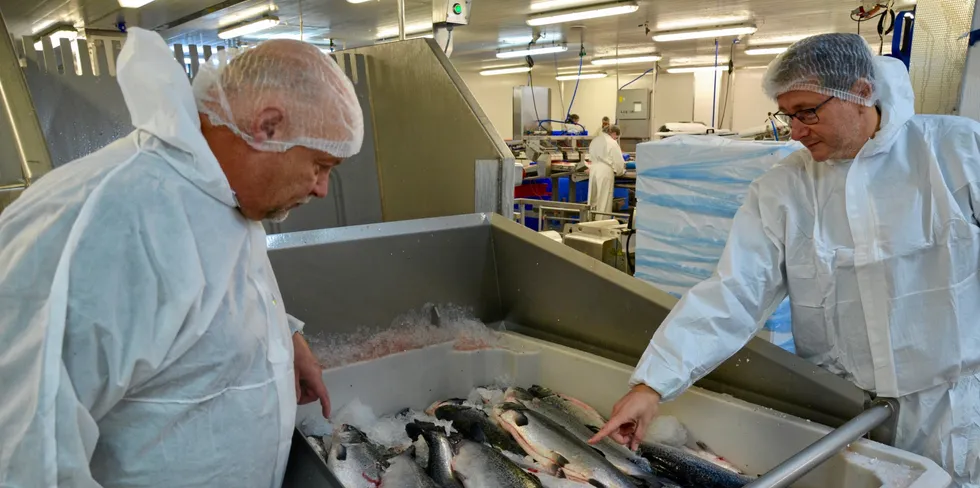 Her sjekker teknisk sjef Terje Lidal og daglig leder Trond Helge Nyegaard i Sotra Fiskeindustri kvaliteten på dagens fangst, før fisken bearbeides videre.