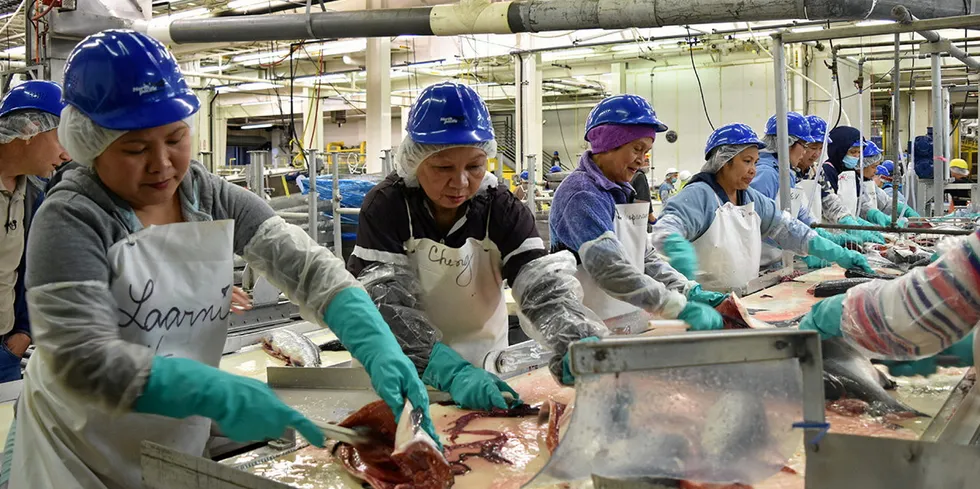 Worker processing wild salmon at Marubeni's North Pacific Seafoods' Red Salmon plant in Alaska.