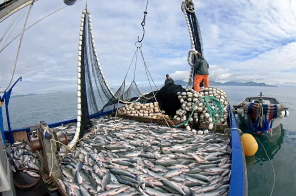 The Southeast Alaska salmon fishing harvest could be huge this year.
