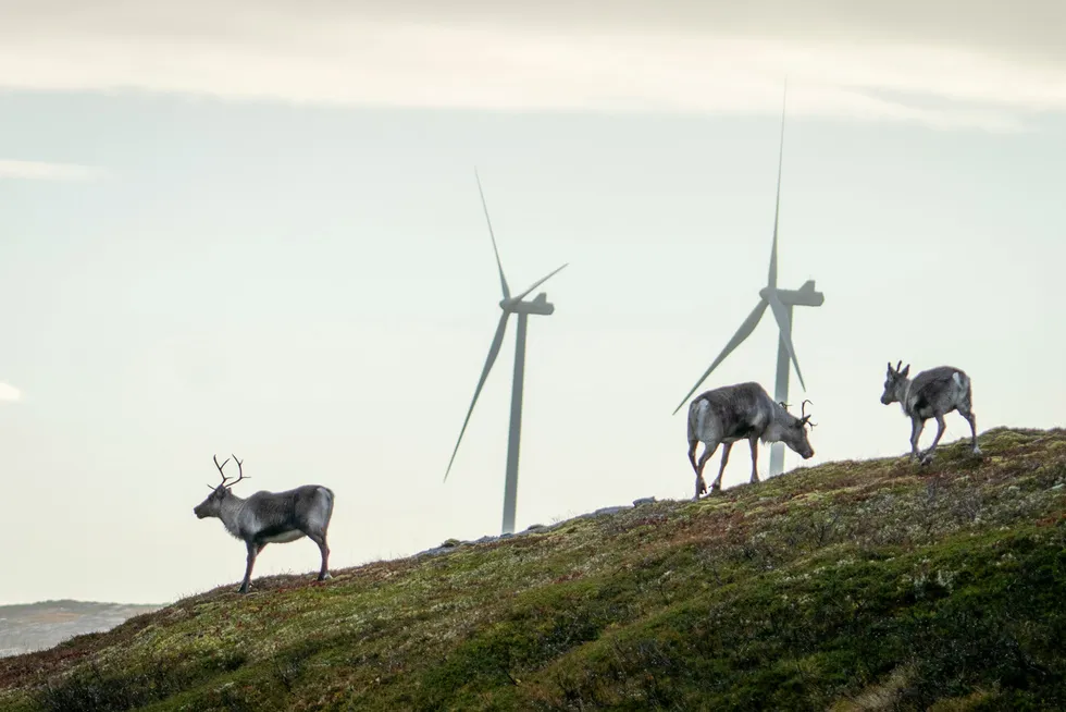 Reinsdyr og vindmøller er et problem på Fosen, større i Finnmark.