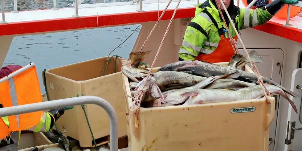 INGEN STOPP: Foreløpig ser ikke koronautbruddet ut til å ha hatt innvirkning på skreieksporten. Her leverer sjarken «Vigrunn» skrei i Henningsvær denne uken.