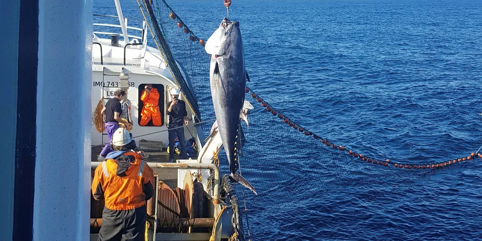 FJORÅRETS FISKE: «Salvøy» på makrellstørja i 2018.