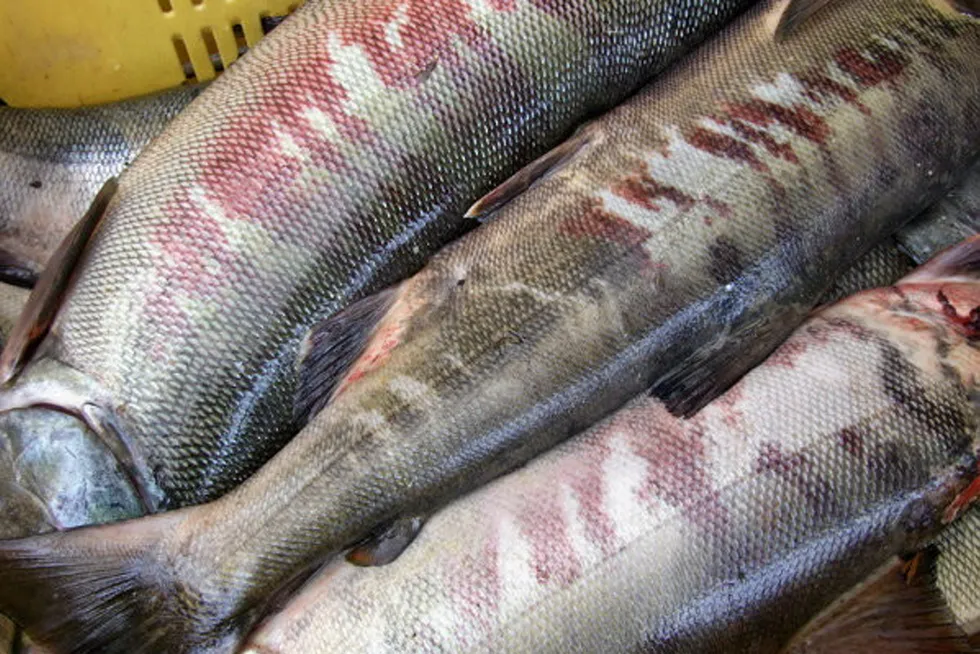 The chum salmon -- also called keta -- has been a critical subsistence food source for Native Alaskans. The decline in the population is prompting calls for reductions in bycatch by Alaska pollock harvesters.