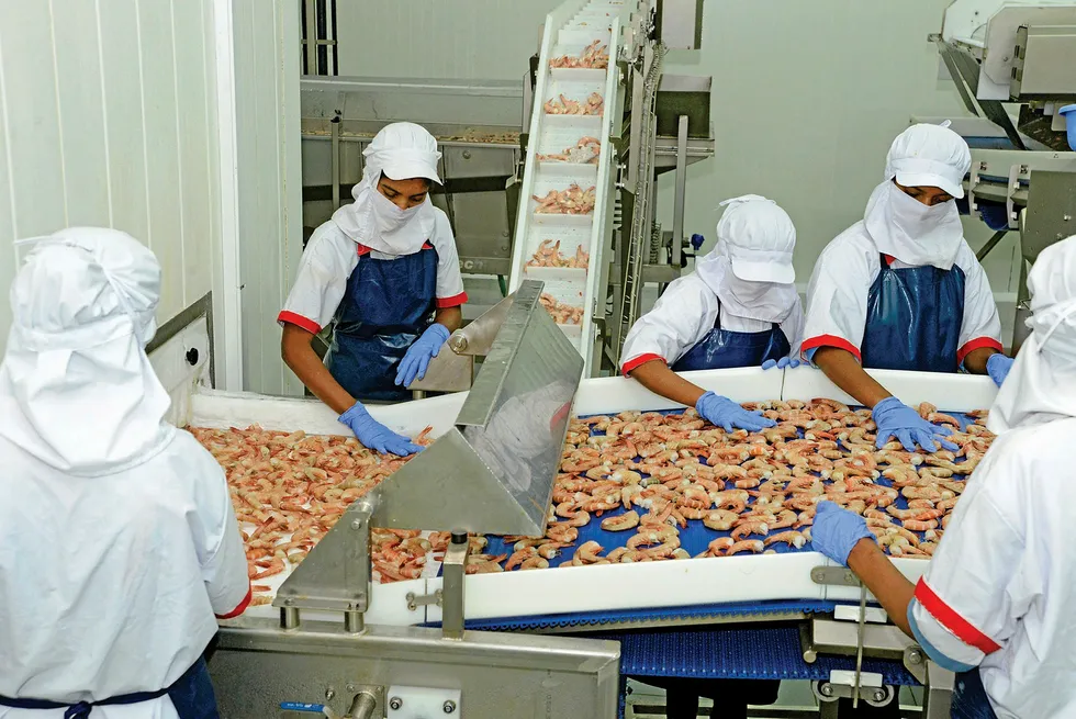 Shrimp processing at Blue-Fin's Taloja factory.