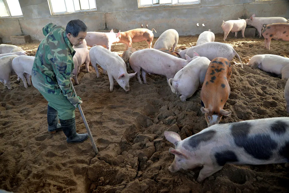 Siden mai i fjor har prisene på svinekjøtt steget med 40 prosent i Kina. Hovedårsaken er et omfattende utbrudd av afrikansk svinepest i Kina – og handelskrigen med USA.