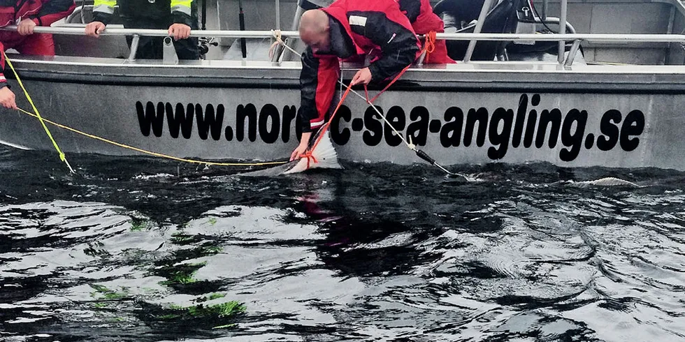 VIKTIG INNSPILL: Masterstudent Ingeborg Breistein Høydal mener det er på tide å innføre begrensninger i hvor mye fisk fisketuristene skal få fiske. Det er mer bærekraftig enn regler på utførsel, mener hun. Her fisker turister kveite i Nappstraumen, Lofoten.