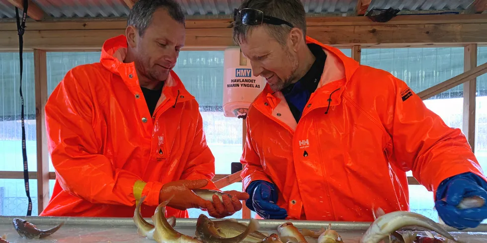 Havlandet Marin Yngel i Florø har avlet fram torskeyngel siden 2002. Torsk som skal bli neste generasjon stamtorsk blir nøye sortert fleire ganger. Her ved cirka 500 gram. Produksjonsleder Kent Hopland (t.v.) og daglig leder Halvard Hovland.