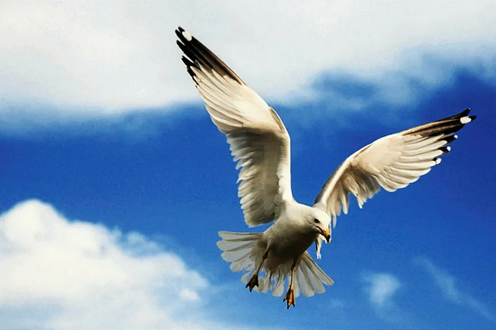 In flight: Seagull