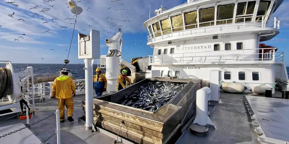 «M. Ytterstad» har hatt større fangster med NVG-sild, kolmule og lodde, men er nå lastet med den største enkeltfangsten med makrell i Ytterstad Fiskeriselskap sin historie.