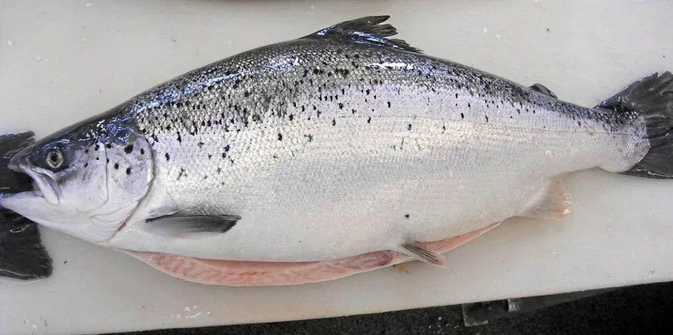 Ett eksempel på produksjonsfisk: Laks med forkortede ryggvirvler. Fisken er altfor kort og tjukk.