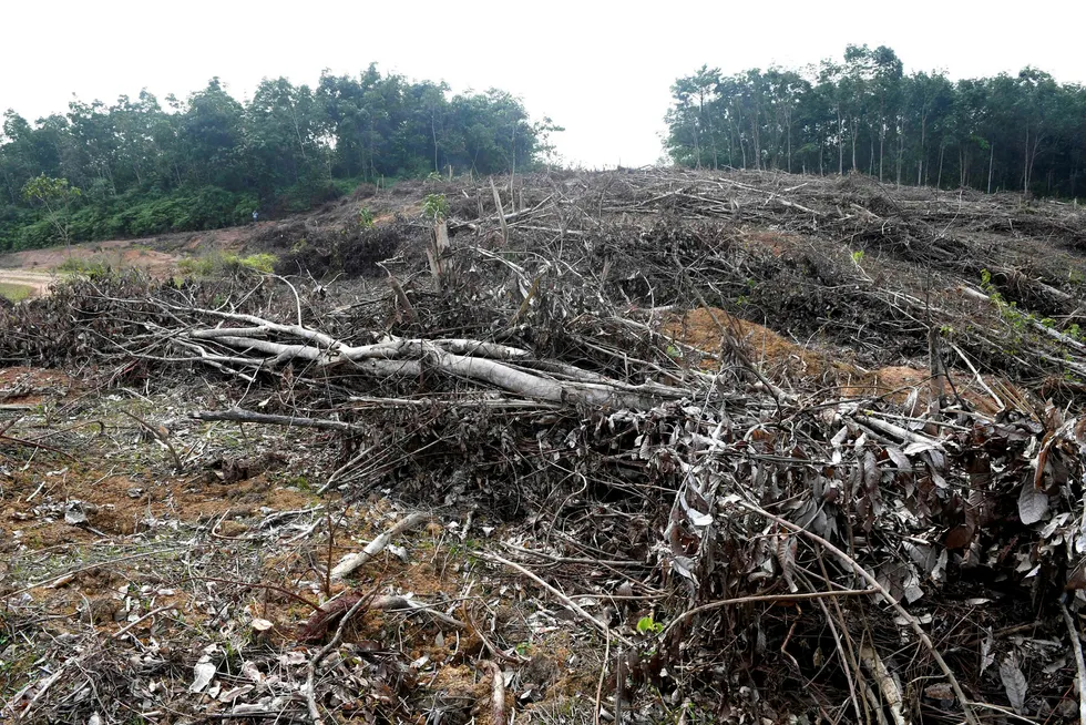 Bildet fra mai viser en skog som er fjernet for å gi plass til en plantasje for palmeolje på Sumatra. Foto: Goh Chai Hin/Afp/NTB Scanpix