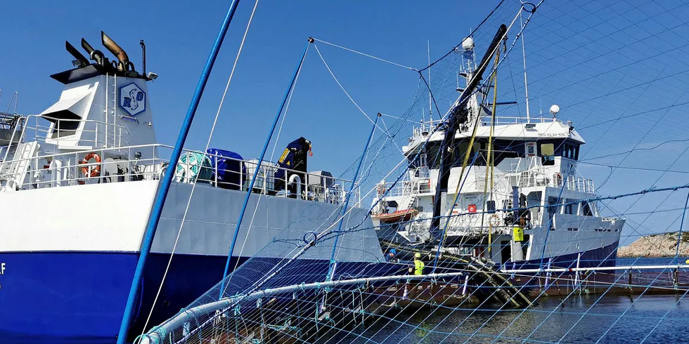 SATSER PÅ TORSK: Ved Norcods torske-lokalitet Jamnungen på Frøya i midten av juni. Skal oppdretterne lyktes med oppdrett av torsk, må fisken ut den delen av året det ikke er villfisk i markedet, mener Fiskeribladet.