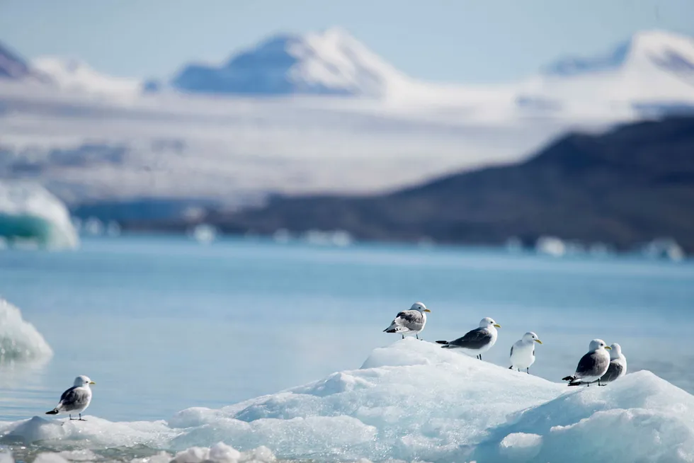 Med fortsatt global oppvarming kan klimatiske forhold som i 2016 bli den nye normalen i Barentshavet noen tiår frem i tid. Her fra Svalbard. Foto: Solstad, Fredrik/VG/NTB Scanpix