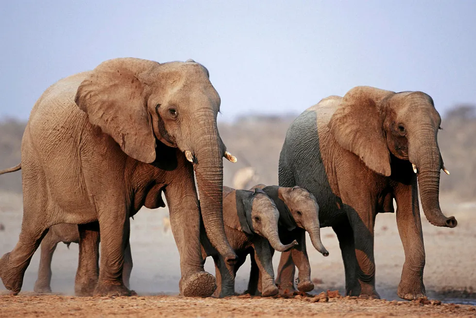 ReconAfrica goes elephant hunting in Namibia, Botswana