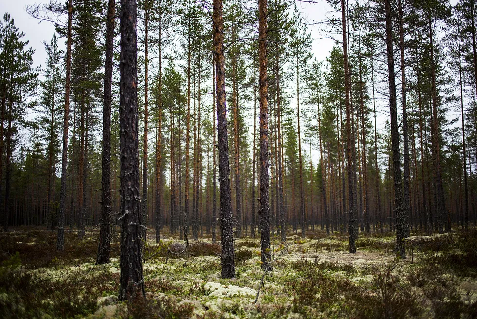 Bare 2,4 prosent av trærne i norsk skog er eldre enn 160 år, skriver artikkelforfatteren. Foto: Per Thrana