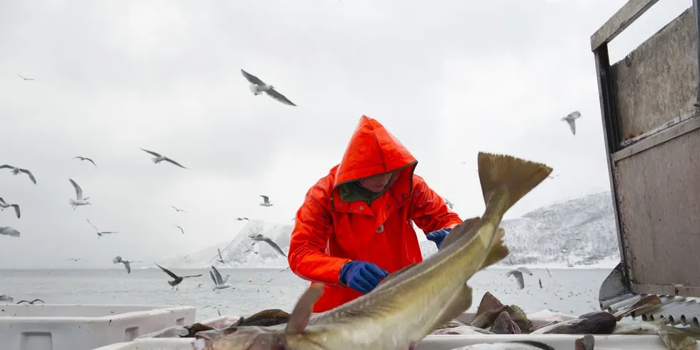 Av all torsk som er levert fersk i år, er 22,7 prosent over 6 kilo. Ill.foto: Ingun A. Mæhlum