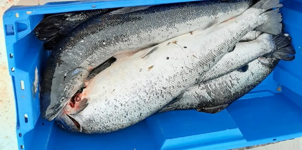 En fisker fikk 21 laks på 30 timer med garn i Brønnøysund. Disse laksene er tatt når dispensasjonen for gjenfangstfiske i Brønnøyd kom torsdag.