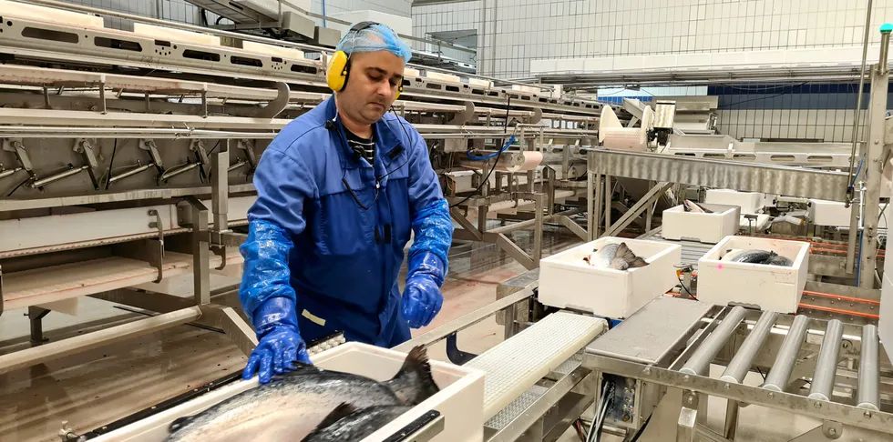 Cristian Gugu er produksjonsmedarbeider hos Lerøy Aurora, ved slakteriet på Skjervøy i Nord-Troms. Her pakkes laksen ferdig for sending ut i markedet.