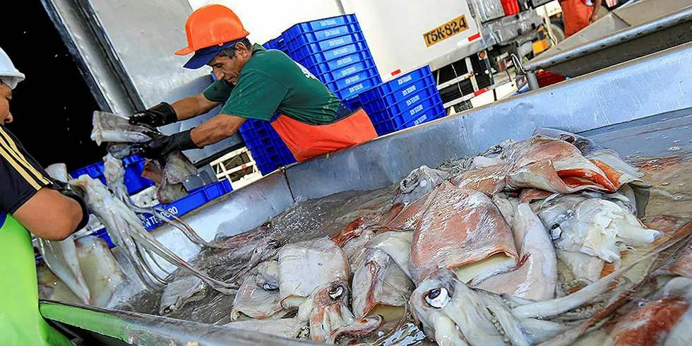 Peru giant squid.