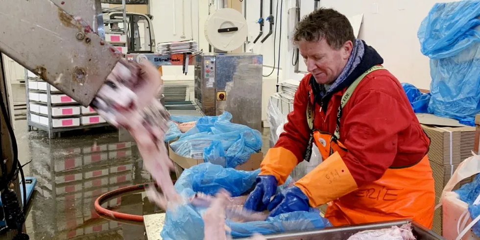 Terje Andresen (57) er til daglig barsjef i Bærum, men har nå sesongjobb i fiskeindustrien i Lofoten. ---