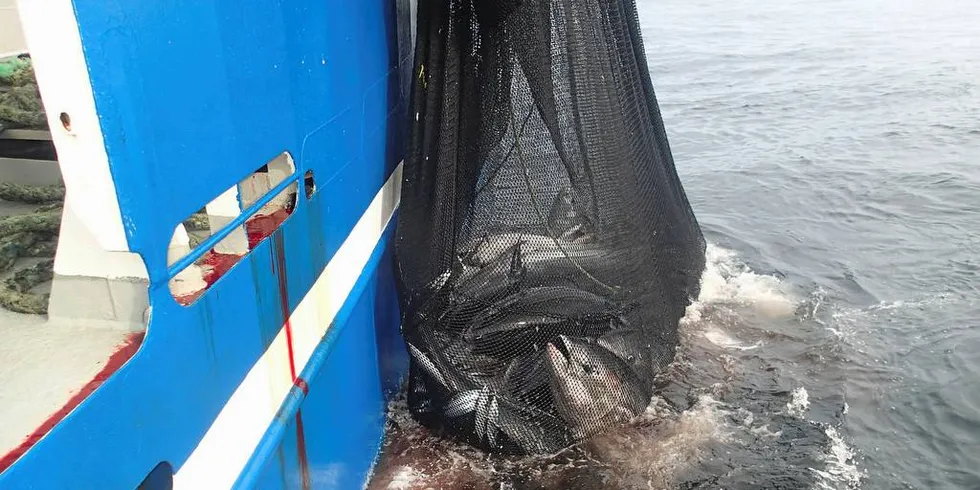 BIFANGST: «Hovden Viking» fikk 21 makrellstørjer i nota under makrellfisket i 2015.Foto: Kystvakten