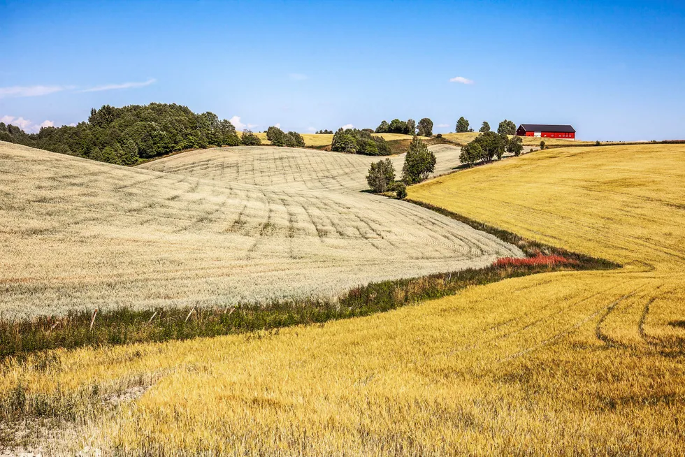For norsk landbruksproduksjon betyr permanent temperaturøkning en mulighet for ny verdiskaping – men kun dersom vi utarbeider ordninger for å håndtere mer ekstremvær, skriver artikkelforfatteren. Foto: Halvard Alvik/NTB scanpix