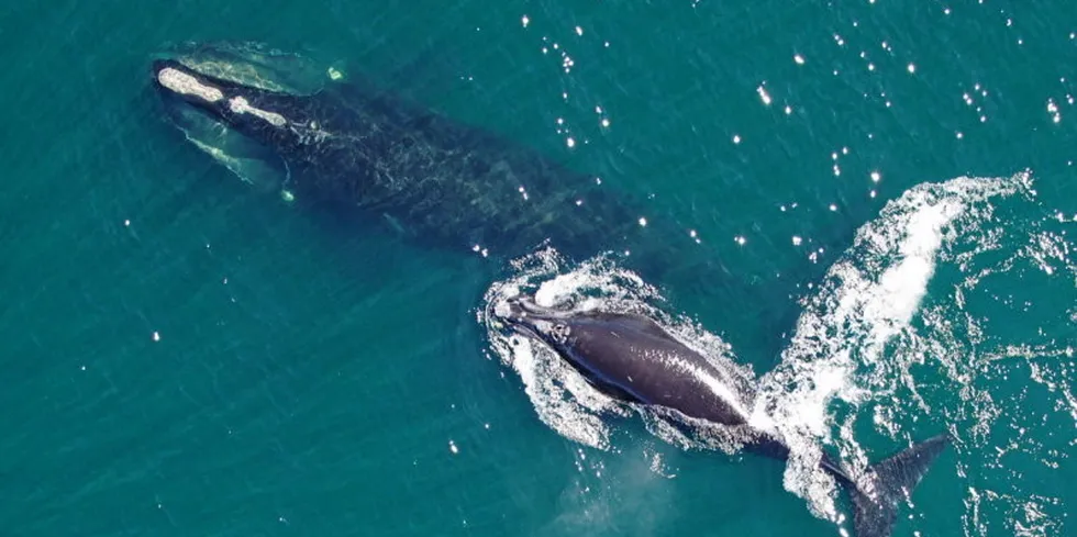 . North Atlantic Right whales have a history of being entangled with fishing gear in Canada.
