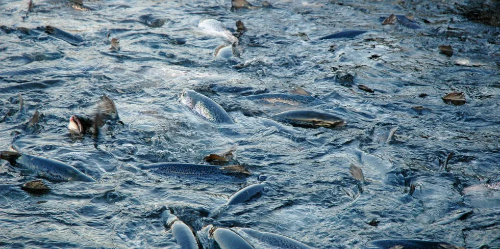 Sandnes Fiskeoppdrett med minus i årsresultatet for 2020.