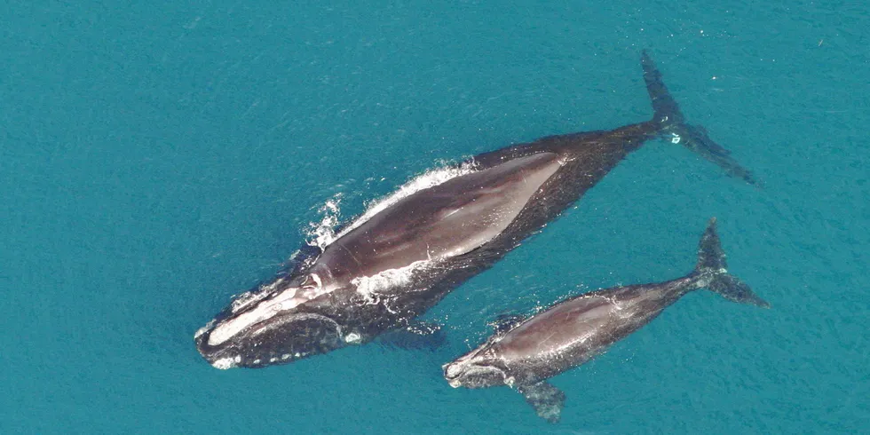 North Atlantic right whales. mother and calf.