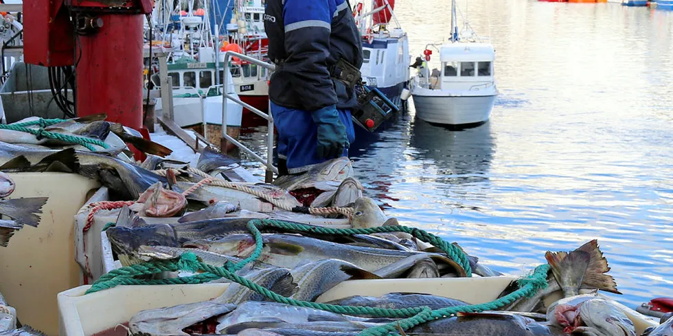 SKREI: Havforskerne ønsker at torskefisket i størst mulig grad skal foregå på skrei når den er tilgjengelig, som her, i Henningsvær. Og ikke på kysttorsk, som i Nord-Troms under sildeinnsiget.