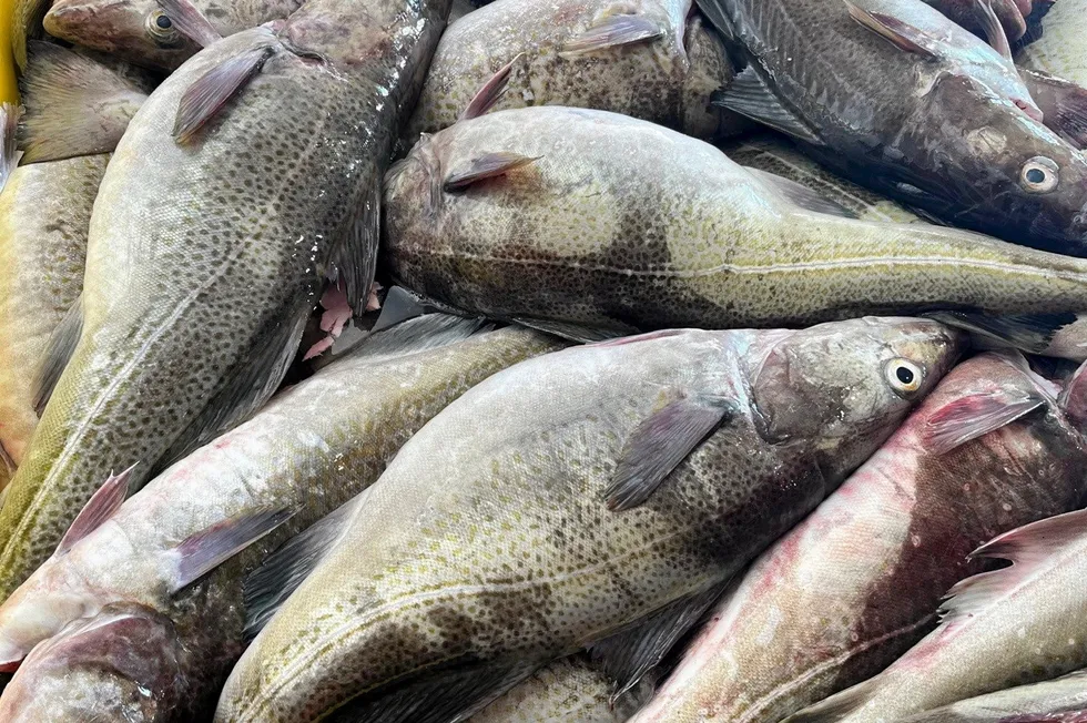 With the lower quotas, landings of fresh cod fell sharply in the first six months through June, which led to the "major decline" in export volumes, said the NSC.