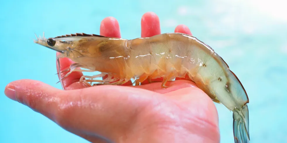 The man behind Belgium’s only shrimp farm expects the industry to grow in Europe and the United States, with scientific advances tempting investors to cash in on demand for safe and sustainable food sources.