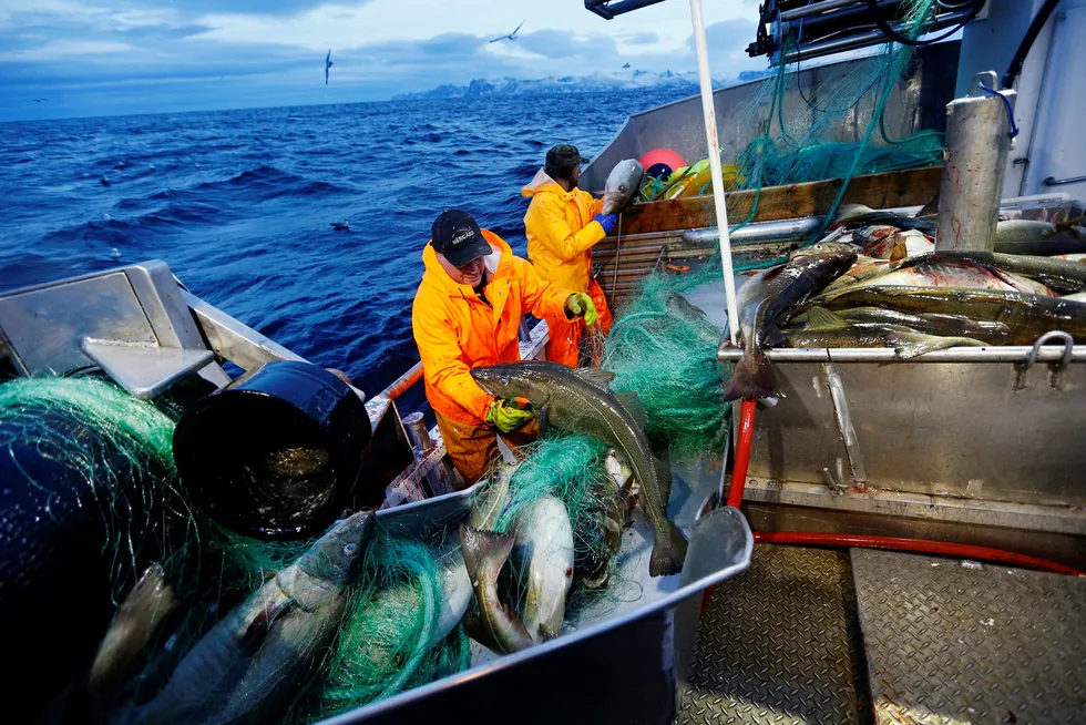 Mens flåten tjener gode penger, presses marginene i fiskeindustrien på grunn av økt konkurranse om råstoffet, skriver innleggsforfatteren. Her fra det årlige skreifisket ved Gryllefjord, Senja.