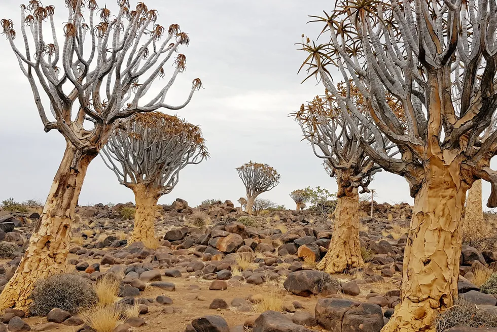 Located in Namibia, a 'forest' of quiver trees lies in the Nama petroleum basin, just north of Keetmanshoop.