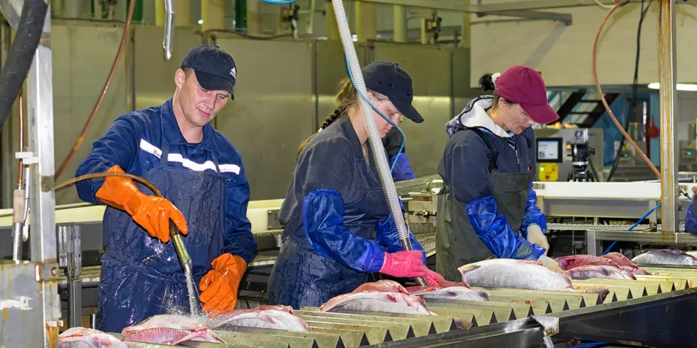 Khabarovsk Krai, Russia - August 13, 2020: Fish processing plant employees cutting and washing the chum salmon catch on the production line .