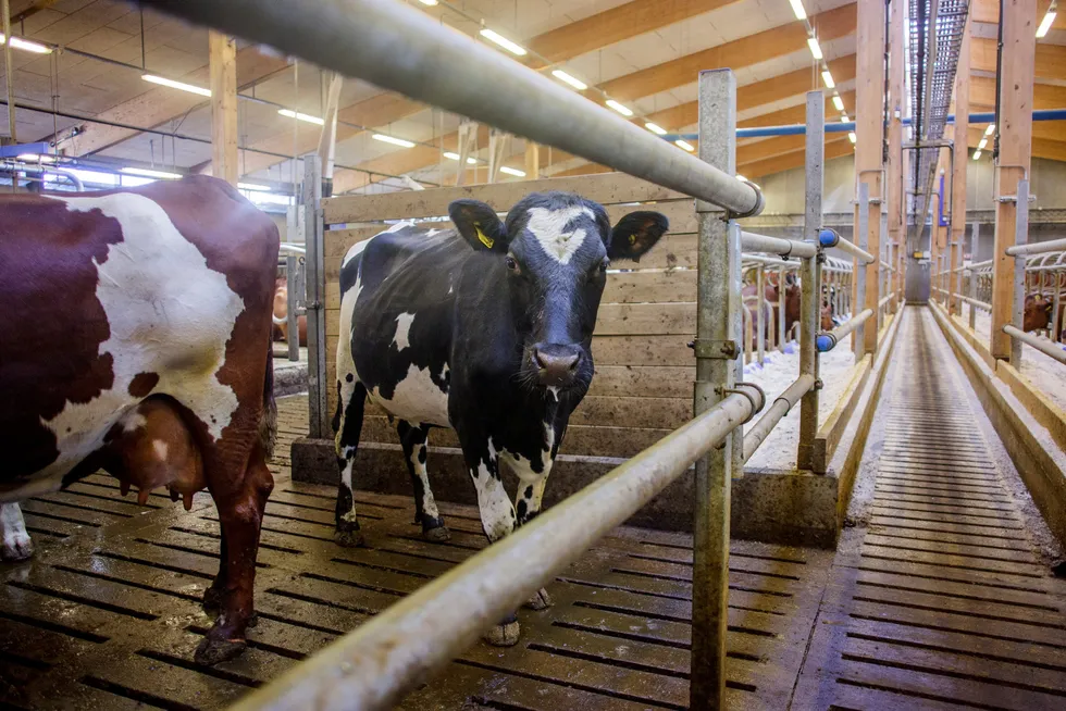 Bonden får ikke mer for melken om hen kan vise til utslippskutt, skriver forfatterne.