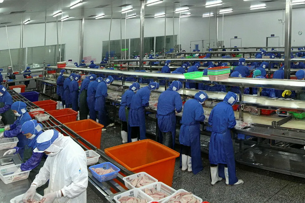 Processing tilapia in a Baiyang factory.