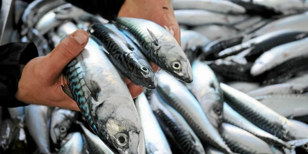 The Norwegian quota for 2021 amounts to 35 percent of the agreed total allowable catch quota (TAC) for mackerel.