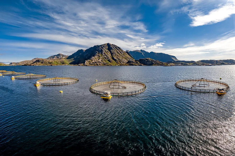 A suspected outbreak of bacterial kidney disease has been detected at a salmon and rainbow trout facility in Sykkylven municipality, Møre og Romsdal county, western Norway. The picture is not related to the article.