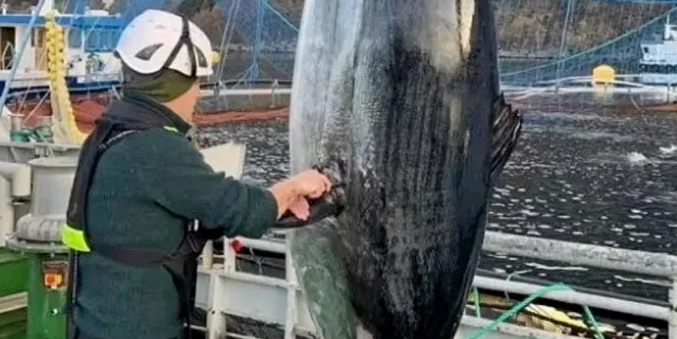 En makrellstørje på 350 kilo dukket opp i Måsøval sin merd.