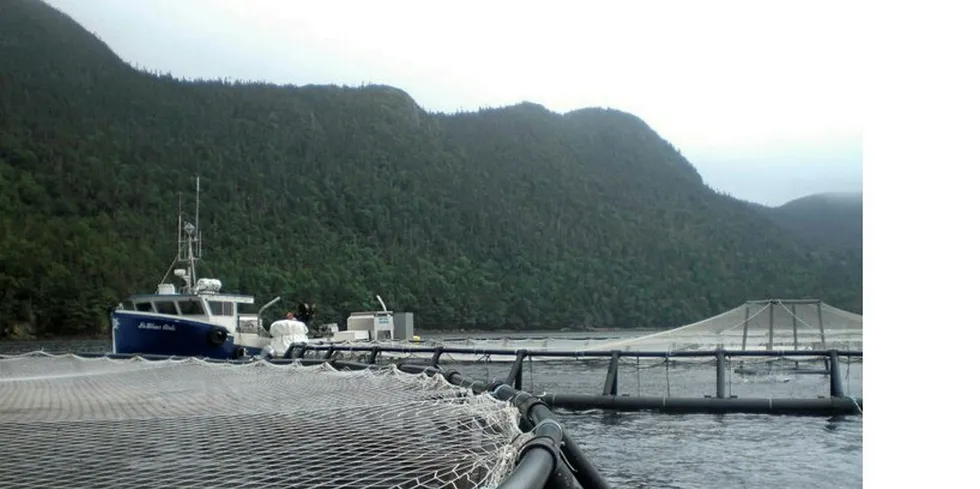 Northern Harvest Sea Farms har hentet opp mer enn 87 prosent av den døde laksen, og at de regner med å være ferdige med opprydningen denne uken.